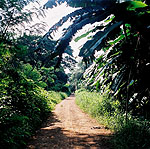 a photograph of a dirt road in Banphot Phisai Thailand.
