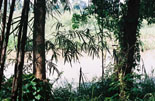 a photograph of bamboo trees.