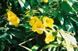 a photograph of a wild flower